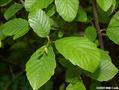 smooth alder